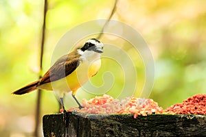 Portrait of Great Kiskadee bird