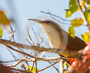 Portrait of the Great Lizard Cuckoo photo