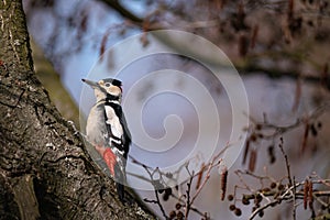 Portrait of great spotted woodpecker