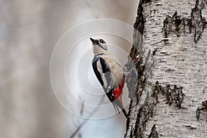 Portrait of great spotted woodpecker