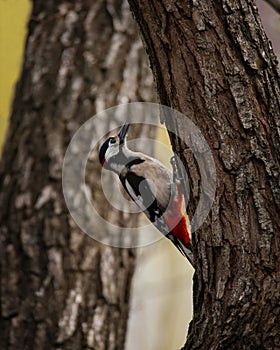 Portrait of great spotted woodpecker