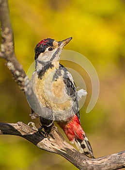 Portrait of Great Spotted Woodpecker