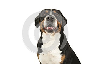 Portrait of a great swiss mountain dog on a white background loo