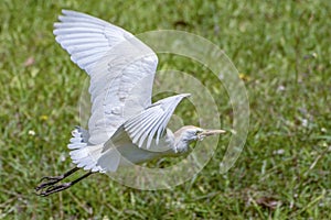 Portrait of great white egret egretta alba in flight