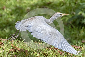 Portrait of great white egret egretta alba in flight