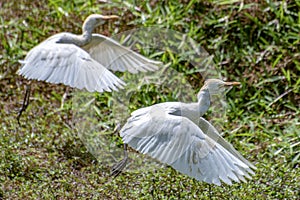 Portrait of great white egret egretta alba in flight