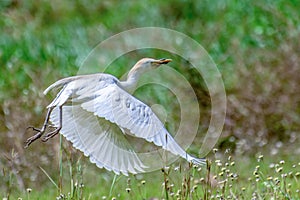 Portrait of great white egret egretta alba in flight