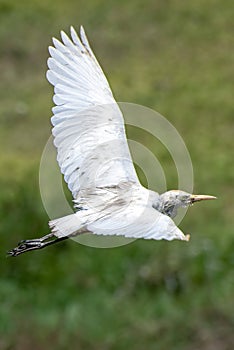 Portrait of great white egret egretta alba in flight