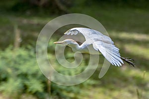 Portrait of great white egret egretta alba in flight