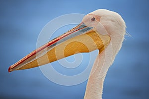 Portrait of Great white pelican, Pelecanus onocrotalus , huge pelican with enormous pink and yellow bill against blurred blue sea