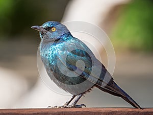 Portrait of Greater Blue-eared Glossy Starling or Lamprotornis chalybaeus on wooden rail, Kaokoland, Namibia, Africa