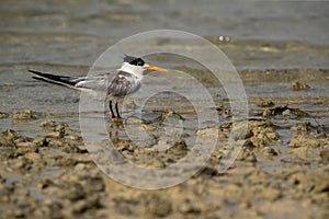 Portrait of a Greater Crested Tern at Busaiteen coast of Bahrain