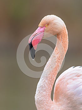 Portrait of greater flamingo in France