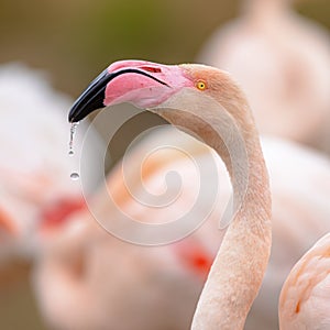 Portrait of greater flamingo in France