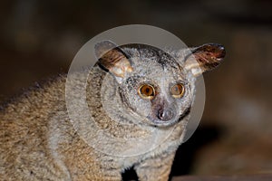 Portrait of a greater galago