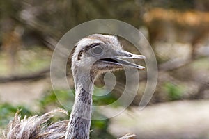 Portrait of a greater rhea or nandu