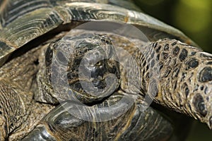 Portrait of Greek tortoise, Testudo graeca