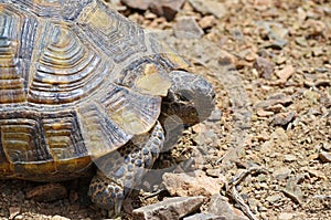 Portrait of The Greek tortoise , Testudo graeca ibera