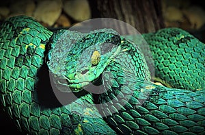 Portrait of a green boa constrictor snake.