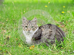 Portrait of green eyed cat