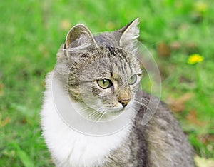 Portrait of green eyed cat