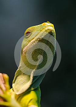 Portrait of green Fiji banded iguana Brachylophus fasciatus