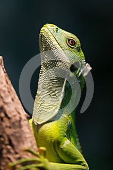 Portrait of green Fiji banded iguana Brachylophus fasciatus on tree