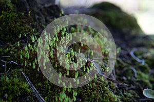 Portrait of green forest moss