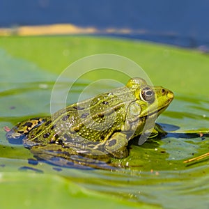 Portrait green frog rana sitting on water lily leaf in water