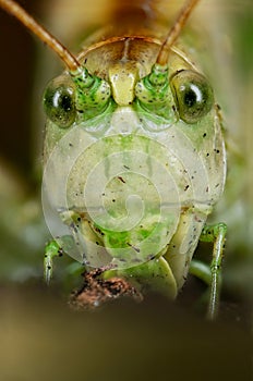 Portrait of green grasshopper