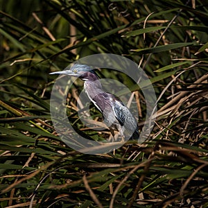 Portrait of a Green Heron in the Marsh