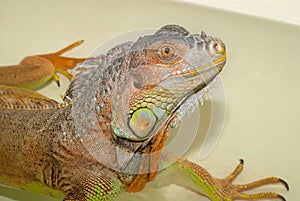 Portrait Green Iguana reptile of exotic pet that takes daily baths.