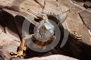 Portrait of green iguana in a zoo