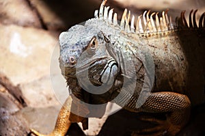 Portrait of green iguana in a zoo