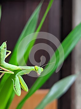 Portrait Of A Green Insect Looking The Camera With Pandan Leaves Background