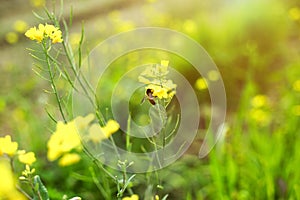 Portrait of green leaves with beautiful mustard yellow flowers