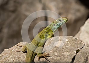 Portrait of a green lizard resting in the sun