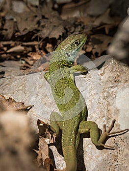 Portrait of a green lizard resting in the sun