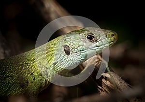 Portrait of a green lizard resting in the sun