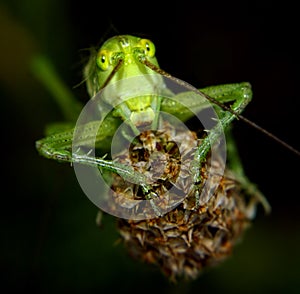 Portrait of a green locust