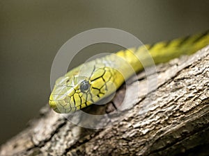 The Portrait of Green mamba, Dendroaspis viridis, one of Africa\'s most venomous snakes
