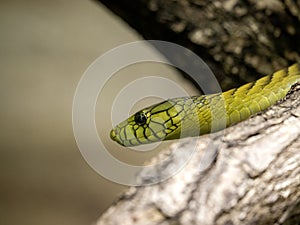 The Portrait of Green mamba, Dendroaspis viridis, one of Africa\'s most venomous snakes