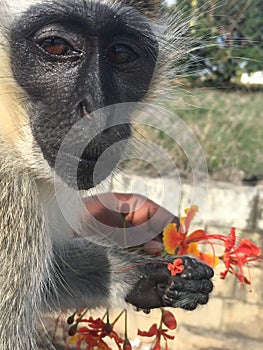 Portrait of green monkey