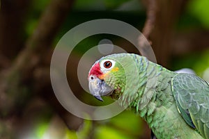 portrait of a green parrot photo