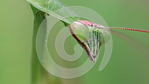 portrait of a green praying mantis staring, long antennas and big faceted eyes, this gracious insect is a dreadful predator