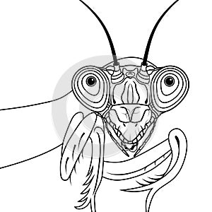 Portrait of green praying mantis vector illustration tattoo t-shirt design symbol for mascot or emblem design, logo sketch design