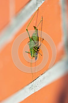A portrait of a green speckled bush cricket or leptophyes punctatissima grashopper sitting on a red brick wall in the sun light.