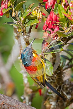 Portrait of Green-tailed Sunbird(Aethopyga nipalensis)