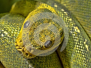 Portrait of Green Tree Python, Chondropython viridis