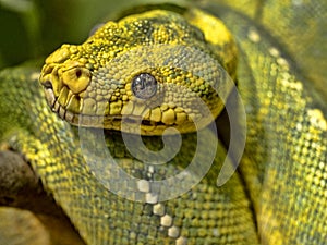 Portrait of Green Tree Python, Chondropython viridis